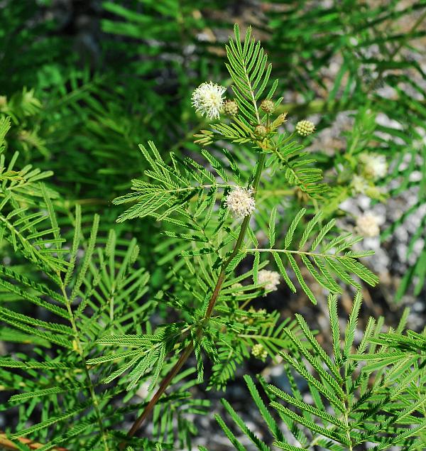 Desmanthus_illinoensis_plant.jpg