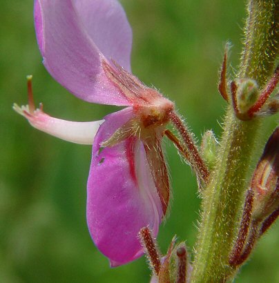 Desmodium_canadense_calyx.jpg