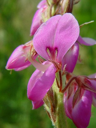 Desmodium_canadense_flower.jpg