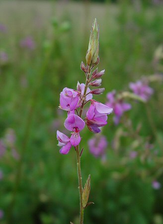 Desmodium_canadense_inflorescence.jpg