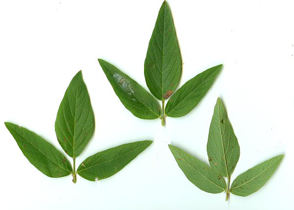 Desmodium_canadense_leaves.jpg