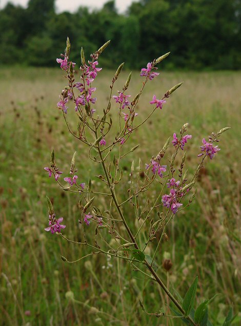 Desmodium_canadense_plant.jpg