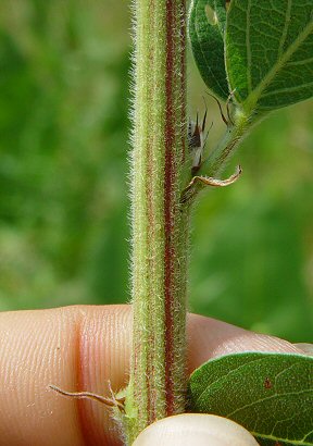 Desmodium_canadense_stem.jpg