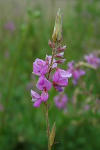 Desmodium canadense thumbnail