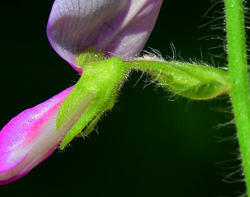 Desmodium_canescens_calyx.jpg