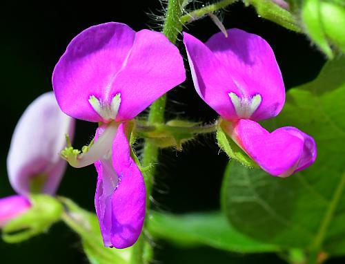 Desmodium_canescens_corollas.jpg