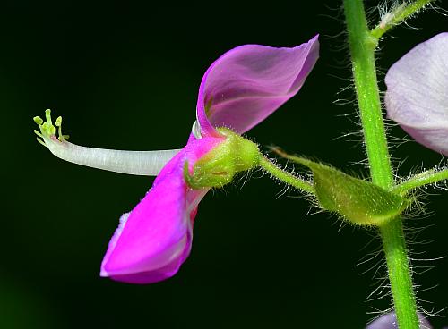 Desmodium_canescens_flower.jpg