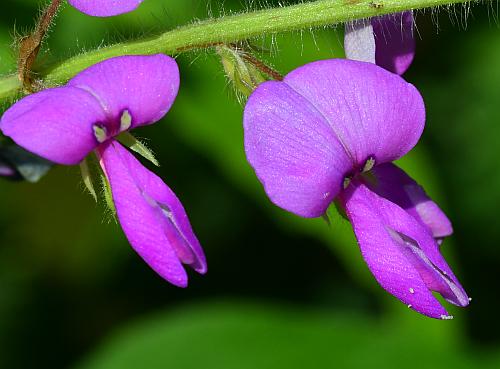 Desmodium_canescens_flowers.jpg