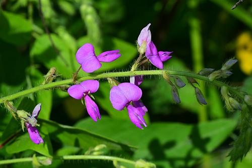 Desmodium_canescens_inflorescence.jpg