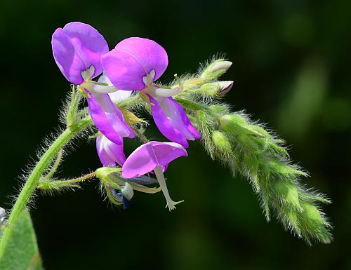 Desmodium_canescens_inflorescence2.jpg