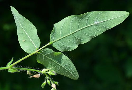 Desmodium_canescens_leaf.jpg