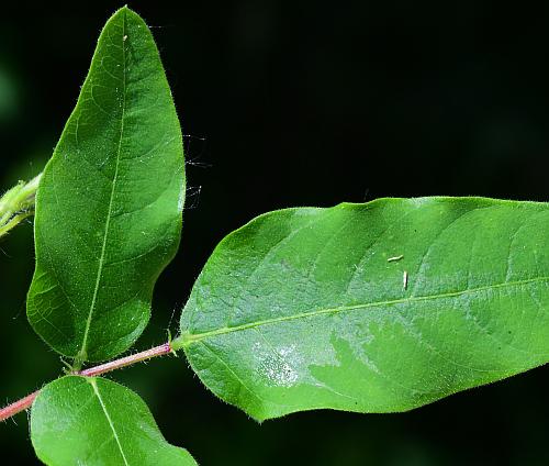 Desmodium_canescens_leaf1.jpg