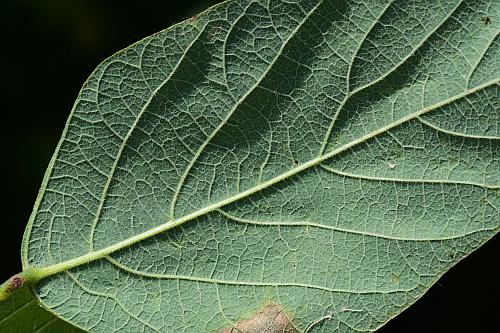 Desmodium_canescens_leaf2.jpg