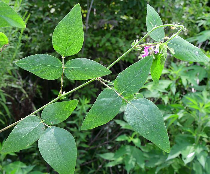 Desmodium_canescens_plant.jpg