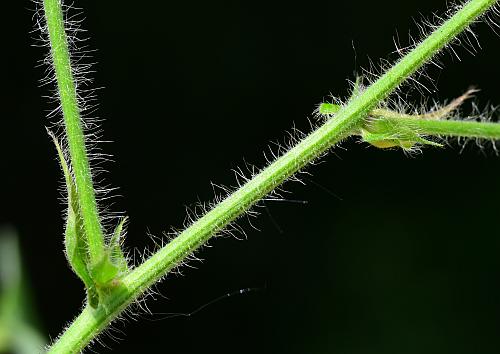 Desmodium_canescens_stem.jpg