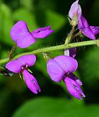 Desmodium canescens thumbnail