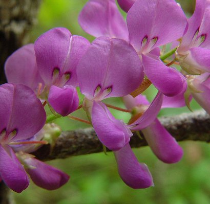 Desmodium_cuspidatum_flowers.jpg