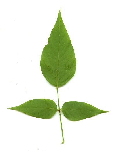 Desmodium_cuspidatum_leaf.jpg