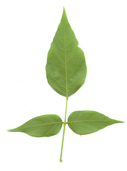 Desmodium_cuspidatum_leaf2.jpg