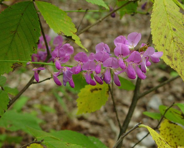 Desmodium_cuspidatum_plant.jpg