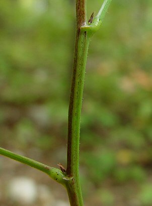 Desmodium_cuspidatum_stem.jpg