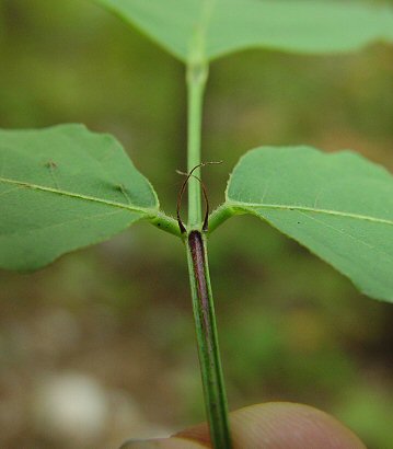 Desmodium_cuspidatum_stiples.jpg