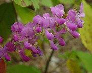 Desmodium cuspidatum thumbnail