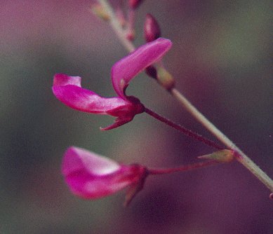 Desmodium_laevigatum_calyx.jpg