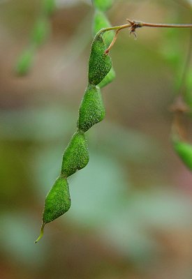 Desmodium_laevigatum_fruits.jpg