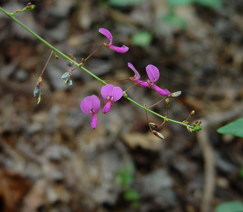 Desmodium_laevigatum_inflorescence.jpg