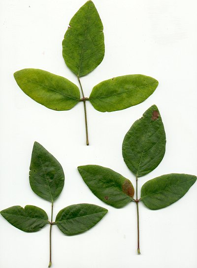 Desmodium_laevigatum_leaves.jpg