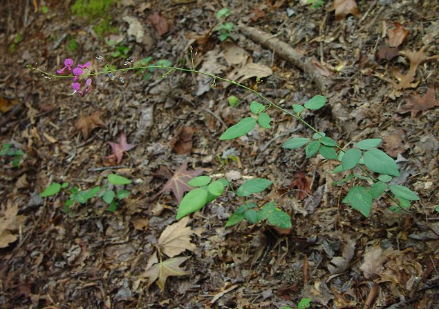 Desmodium_laevigatum_plant.jpg