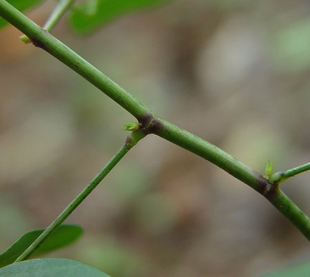 Desmodium_laevigatum_stem.jpg