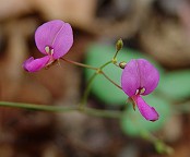 Desmodium laevigatum thumbnail