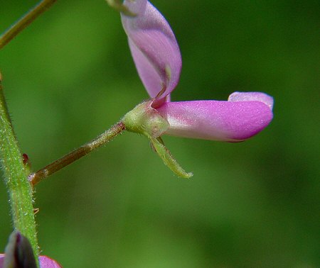 Desmodium_paniculatum_calyx.jpg