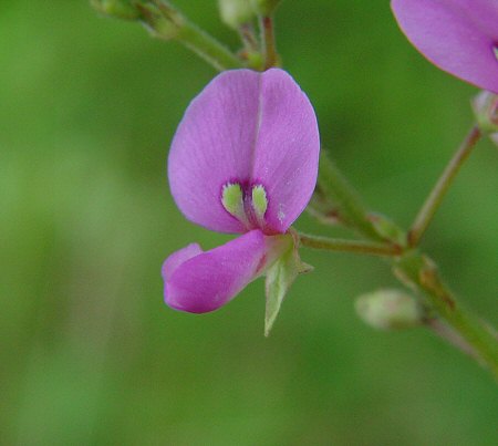 Desmodium_paniculatum_flower.jpg