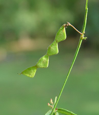 Desmodium_paniculatum_fruits.jpg