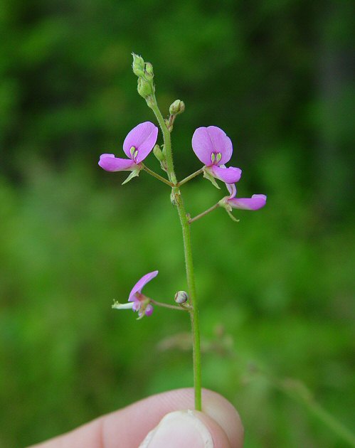 Desmodium_paniculatum_inflorescence.jpg