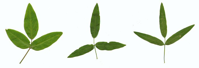 Desmodium_paniculatum_leaves.jpg