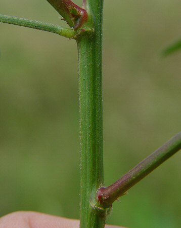 Desmodium_paniculatum_stem.jpg