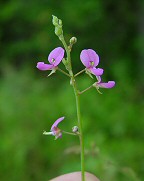 Desmodium paniculatum thumbnail