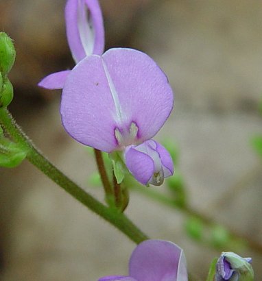 Desmodium_rotundifolium_flower1.jpg