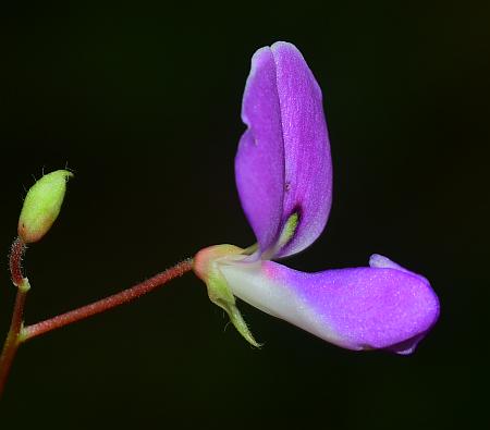 Desmodium_rotundifolium_flower2.jpg