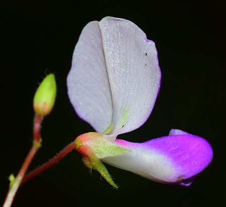 Desmodium_rotundifolium_flower3.jpg