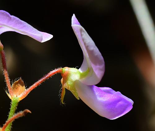 Desmodium_rotundifolium_flower4.jpg