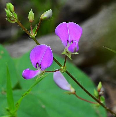 Desmodium_rotundifolium_inflorescence.jpg