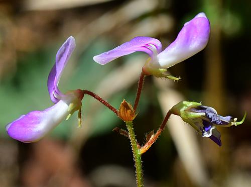 Desmodium_rotundifolium_inflorescence2.jpg