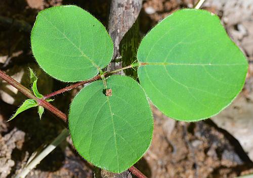 Desmodium_rotundifolium_leaf1.jpg