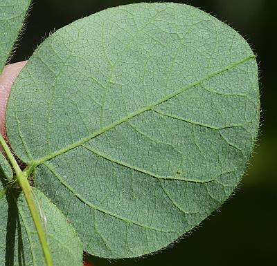 Desmodium_rotundifolium_leaflet2.jpg