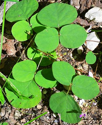 Desmodium_rotundifolium_leaves.jpg